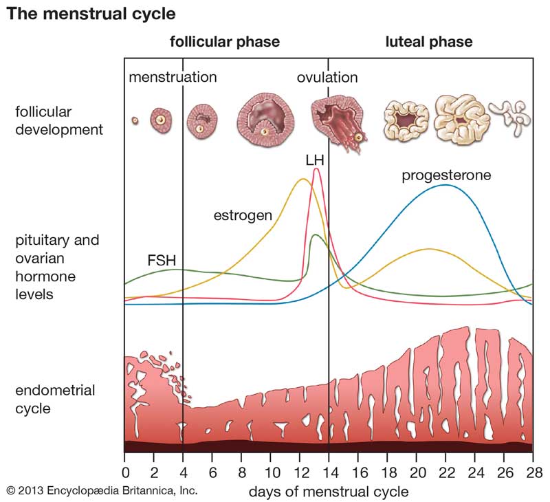 Лишний Вес И Менструальный Цикл