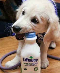 DIY Human & Natural Probiotics kefir & yogurt for dogs