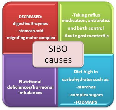 sibo and probiotics