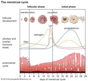 Menstrual cycle Illustration Diagram